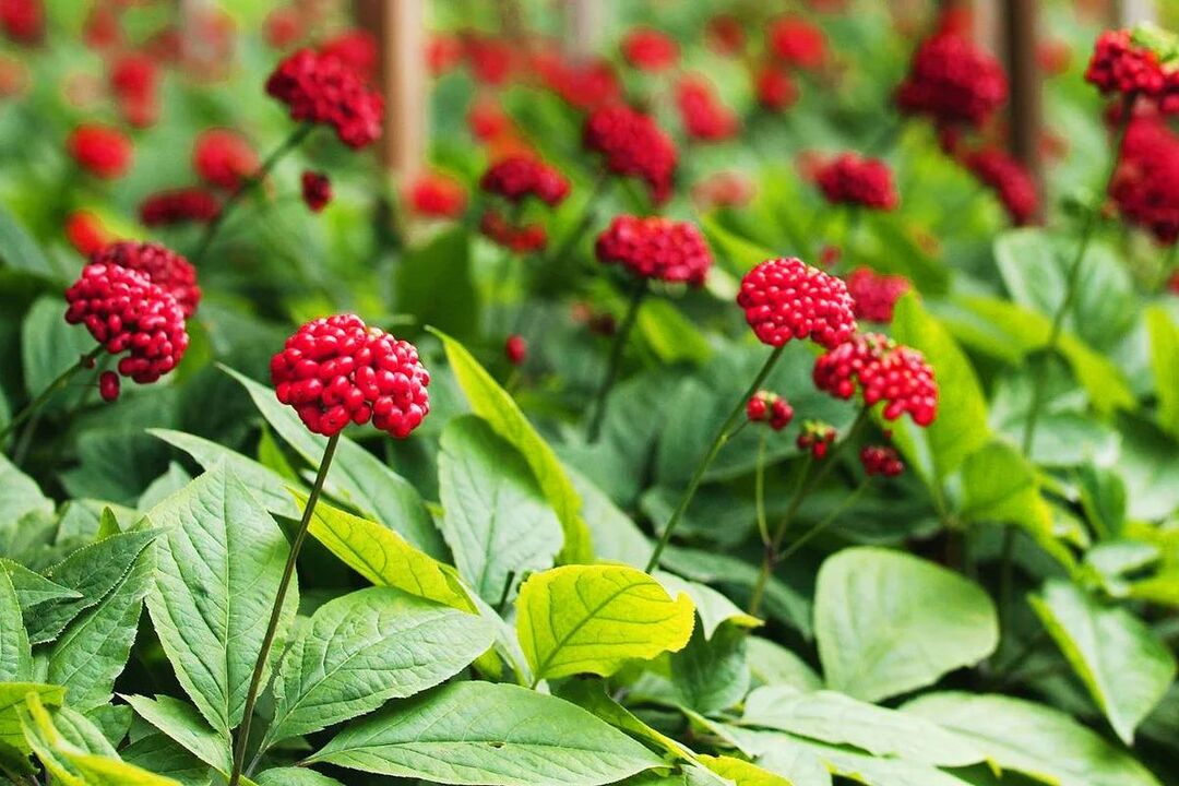 hierba medicinal de ginseng para la potencia