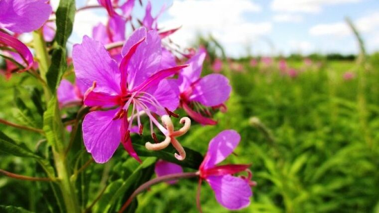 Inflorescencias de fireweed con innegables beneficios para los hombres. 